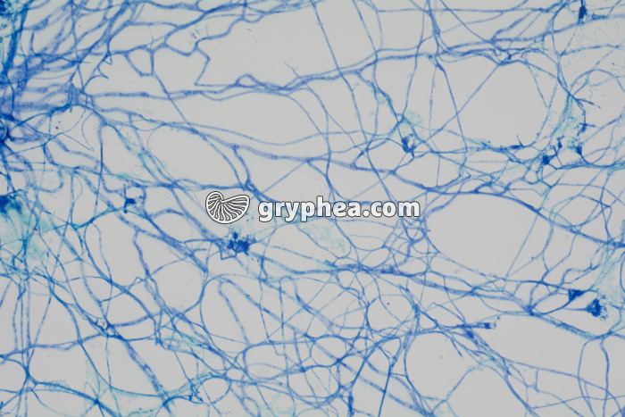 Pénicillium mycélium x100 - gryphea.org